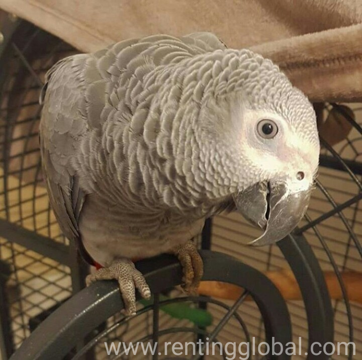 www.rentingglobal.com, renting, global, USA, aftrican grey parrotn, African grey parrot