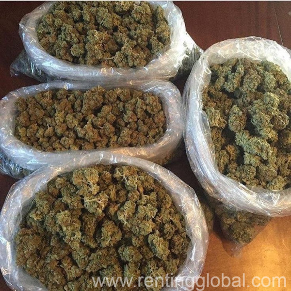 www.rentingglobal.com, renting, global, Los Angeles, CA, USA, buy cannabis online, RELIABLE TOP MEDICATED CANNABIS SUPPLIERS 