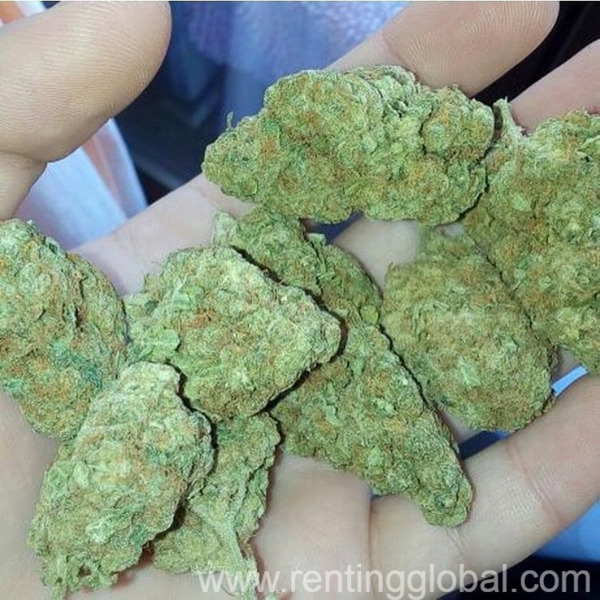 www.rentingglobal.com, renting, global, Smith St, San Diego, CA 92110, USA, buy platinum og kush online,buy marijuana online,buy cbd oil online,buy 5 acdc co2 cartridges,buy kootenay bubble hash,buy lemon og wax,buy og kush shatter, buy sour diesel shatter,buy wedding cake online,buy martian rocks online,buy og kush online,buy white widow online,buy blue dream online,buy grand daddy purple online, buy khalifa kush online,buy blueberry kush online,buy moonrock online,buy gorilla glue online,buy gelato online,buy blue dream online,buy girl scout cookies online, buy presidential og online,buy durban poison online,buy thc bomb online,buy bubba og online,buy amnesia haze online,buy purple nepal online,buy ak-48 online,buy sour diesel online,buy strawberry cough online,buy kurupts moonrock online,buy northern light online,buy dank vapes full gram cartridges online., Buy THC Bomb online|Buy Bubba OG online