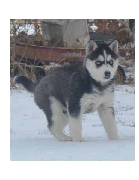 www.rentingglobal.com, renting, global, Houston, TX, USA, puppies, adoption,husky ,siberian, registered,akc, Siberian husky puppies for adoption