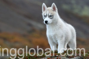 www.rentingglobal.com, renting, global, Tampa, FL, USA, good looking Siberian Husky  puppies for adoption