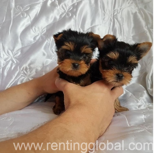 www.rentingglobal.com, renting, global, Atlanta, GA, USA, adorable Yorkshire terrier puppies for adoption   