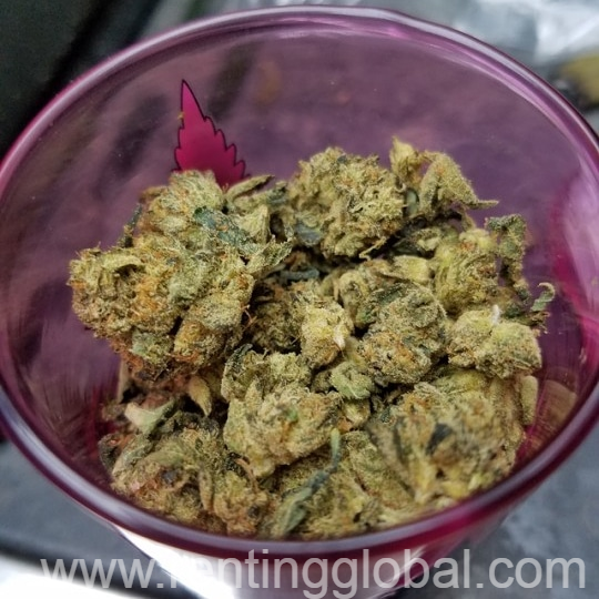 www.rentingglobal.com, renting, global, California, USA, 420 best kush strains