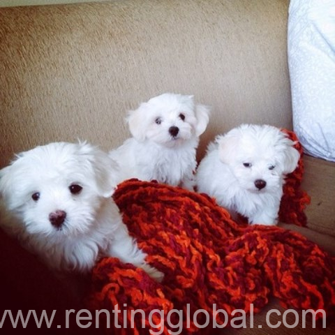 www.rentingglobal.com, renting, global, Los Angeles, CA, USA, Lovely Maltese Puppies for sale