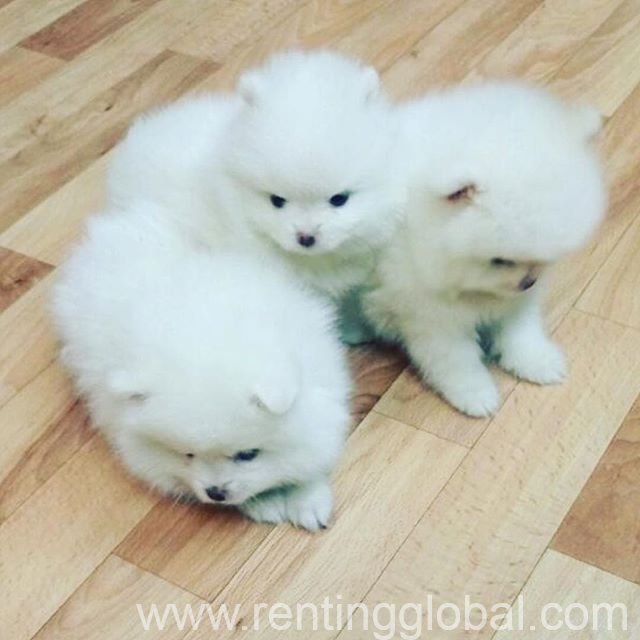 www.rentingglobal.com, renting, global, New York, NY, USA, Teacup Pomeranian Puppies for Sale