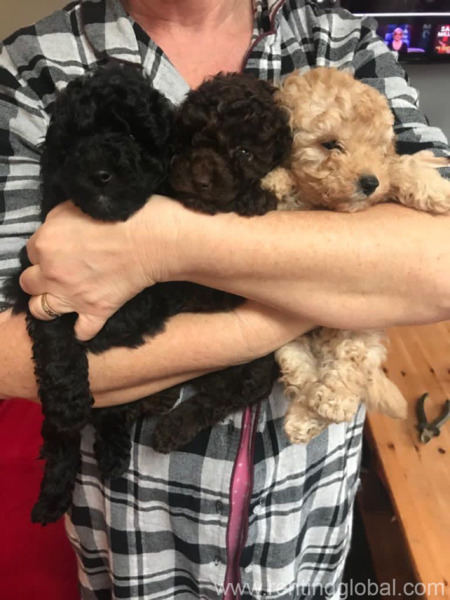 www.rentingglobal.com, renting, global, Phoenix, AZ, USA, Toy Poodle Puppies available for sale