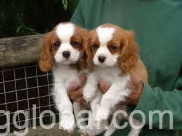 www.rentingglobal.com, renting, global, Houston, TX, USA, Cavalier King Charles Spaniel Puppies for sale