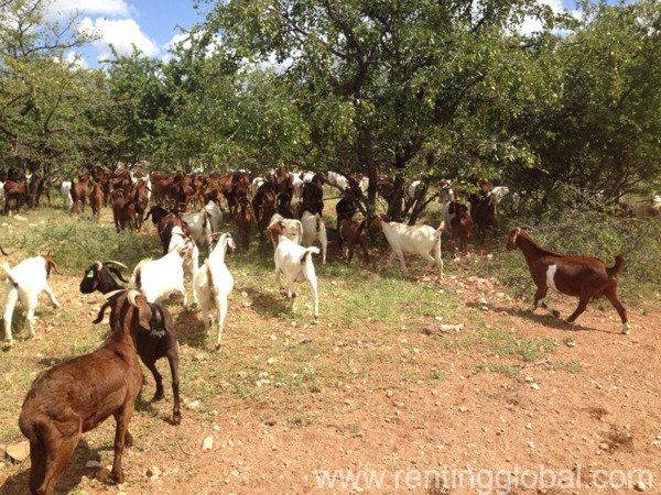 www.rentingglobal.com, renting, global, Eastern Cape, South Africa, cows,cattle,heifers,bulls,sheep,goats,does,buck,lambs,ewes,chickens,ostriches,pigs,chickens, South African Boer goats suppliers