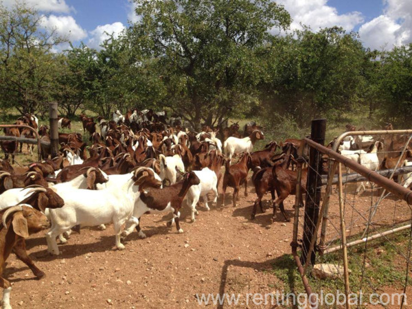 www.rentingglobal.com, renting, global, Eastern Cape, South Africa, cows,cattle,heifers,bulls,sheep,goats,does,buck,lambs,ewes,chickens,ostriches,pigs,chickens, Buy Boer and Kalahari goats online