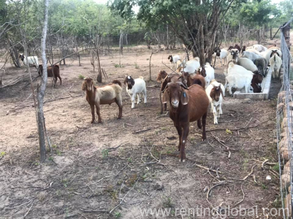 www.rentingglobal.com, renting, global, Eastern Cape, South Africa, cows,cattle,heifers,bulls,sheep,goats,does,buck,lambs,ewes,chickens,ostriches,pigs,chickens, Order Boer and Kalahari goats online