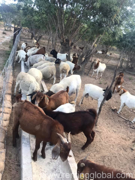 www.rentingglobal.com, renting, global, Eastern Cape, South Africa, cows,cattle,heifers,bulls,sheep,goats,does,buck,lambs,ewes,chickens,ostriches,pigs,chickens, Where to order Boer and Kalahari goats