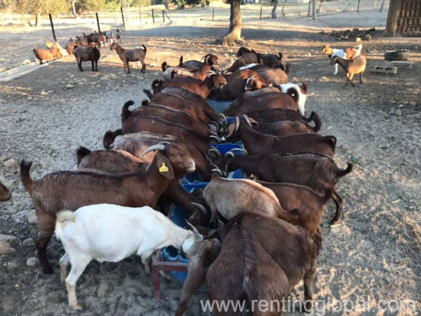 www.rentingglobal.com, renting, global, Eastern Cape, South Africa, cows,cattle,heifers,bulls,sheep,goats,does,buck,lambs,ewes,chickens,ostriches,pigs,chickens, Boer and Kalahari goats for sale
