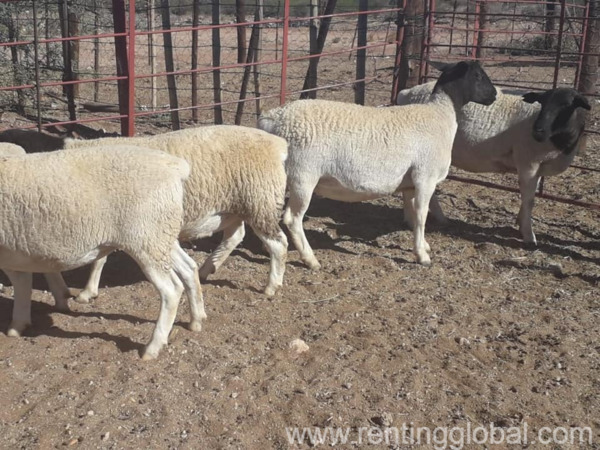www.rentingglobal.com, renting, global, Eastern Cape, South Africa, cows,cattle,heifers,bulls,sheep,goats,does,buck,lambs,ewes,chickens,ostriches,pigs,chickens, Dorper and Merino lambs for sale