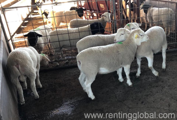 www.rentingglobal.com, renting, global, Eastern Cape, South Africa, cows,cattle,heifers,bulls,sheep,goats,does,buck,lambs,ewes,chickens,ostriches,pigs,chickens, Where to order dorper and Merino lambs