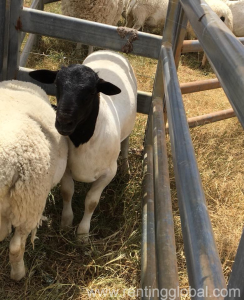www.rentingglobal.com, renting, global, Eastern Cape, South Africa, cows,cattle,heifers,bulls,sheep,goats,does,buck,lambs,ewes,chickens,ostriches,pigs,chickens, Order dorper and Merino lambs online