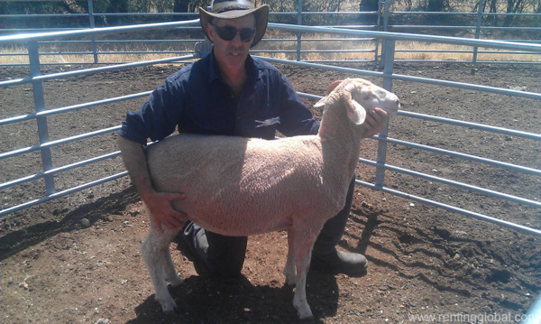 www.rentingglobal.com, renting, global, Eastern Cape, South Africa, cows,cattle,heifers,bulls,sheep,goats,does,buck,lambs,ewes,chickens,ostriches,pigs,chickens,  South African Dorper lamb suppliers