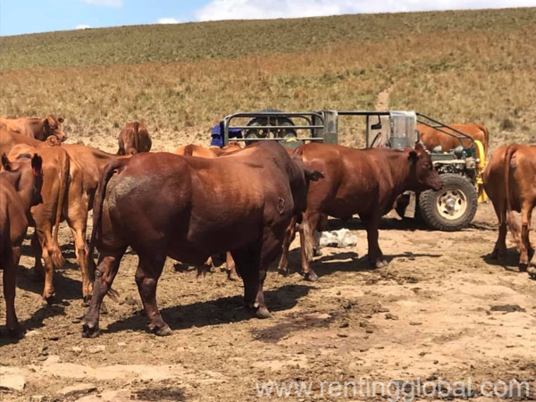 www.rentingglobal.com, renting, global, Eastern Cape, South Africa, cows,cattle,heifers,bulls,sheep,goats,does,buck,lambs,ewes,chickens,ostriches,pigs,chickens, Bulls and heifers for sale