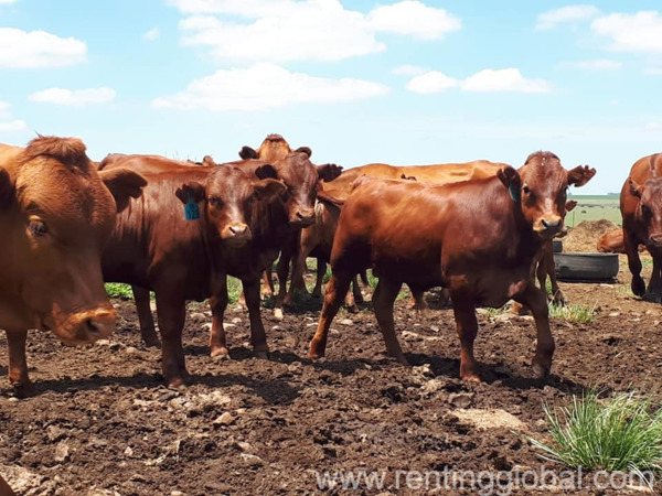 www.rentingglobal.com, renting, global, Eastern Cape, South Africa, cows,cattle,heifers,bulls,sheep,goats,does,buck,lambs,ewes,chickens,ostriches,pigs,chickens, Where to order Bulls and heifers 
