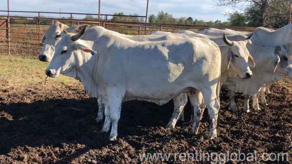 www.rentingglobal.com, renting, global, Eastern Cape, South Africa, cows,cattle,heifers,bulls,sheep,goats,does,buck,lambs,ewes,chickens,ostriches,pigs,chickens, Order Bulls and heifers online