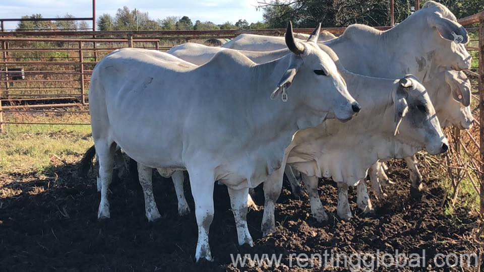 www.rentingglobal.com, renting, global, Eastern Cape, South Africa, cows,cattle,heifers,bulls,sheep,goats,does,buck,lambs,ewes,chickens,ostriches,pigs,chickens, Buy Bulls and heifers online