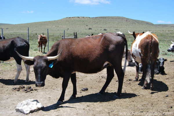 www.rentingglobal.com, renting, global, Eastern Cape, South Africa, cows,cattle,heifers,bulls,sheep,goats,does,buck,lambs,ewes,chickens,ostriches,pigs,chickens, South African Bulls and Heifers suppliers