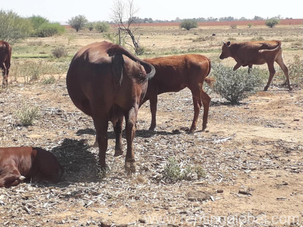 www.rentingglobal.com, renting, global, Eastern Cape, South Africa, cows,cattle,heifers,bulls,sheep,goats,does,buck,lambs,ewes,chickens,ostriches,pigs,chickens, cattle and calves for sale