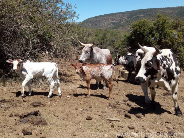 www.rentingglobal.com, renting, global, Eastern Cape, South Africa, cows,cattle,heifers,bulls,sheep,goats,does,buck,lambs,ewes,chickens,ostriches,pigs,chickens, Order cattle and calves online