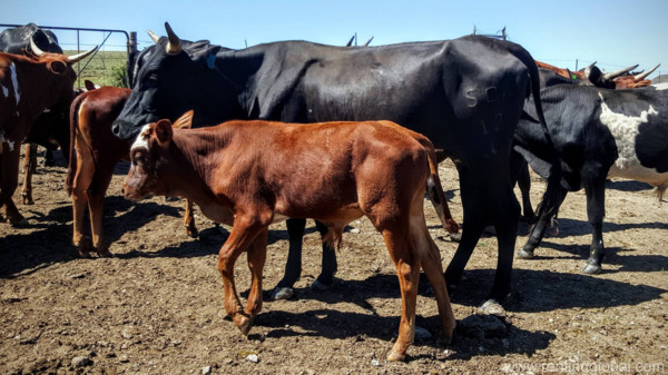 www.rentingglobal.com, renting, global, Eastern Cape, South Africa, cows,cattle,heifers,bulls,sheep,goats,does,buck,lambs,ewes,chickens,ostriches,pigs,chickens,  South African cattle and calves suppliers