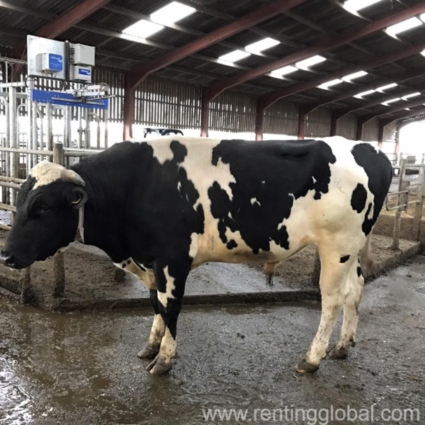www.rentingglobal.com, renting, global, Eastern Cape, South Africa, cows,cattle,heifers,bulls,sheep,goats,does,buck,lambs,ewes,chickens,ostriches,pigs,chickens, Beef and Dairy cattle for sale