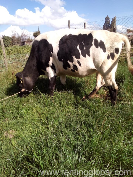 www.rentingglobal.com, renting, global, Eastern Cape, South Africa, cows,cattle,heifers,bulls,sheep,goats,does,buck,lambs,ewes,chickens,ostriches,pigs,chickens, Where to order Beef and Dairy cattle