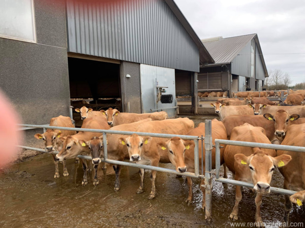 www.rentingglobal.com, renting, global, Eastern Cape, South Africa, cows,cattle,heifers,bulls,sheep,goats,does,buck,lambs,ewes,chickens,ostriches,pigs,chickens, Order Beef and Dairy cattle online