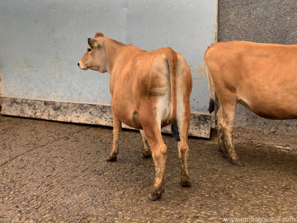 www.rentingglobal.com, renting, global, Eastern Cape, South Africa, cows,cattle,heifers,bulls,sheep,goats,does,buck,lambs,ewes,chickens,ostriches,pigs,chickens, Buy Beef and Dairy cattle online