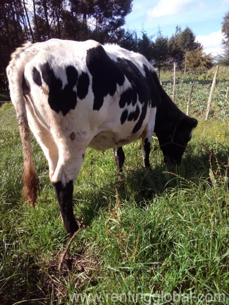 www.rentingglobal.com, renting, global, Eastern Cape, South Africa, cows,cattle,heifers,bulls,sheep,goats,does,buck,lambs,ewes,chickens,ostriches,pigs,chickens, South African Beef and Dairy Cattle suppliers