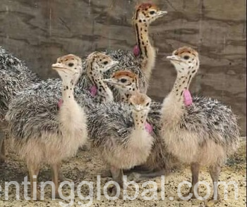 www.rentingglobal.com, renting, global, Eastern Cape, South Africa, cows,cattle,heifers,bulls,sheep,goats,does,buck,lambs,ewes,chickens,ostriches,pigs,chickens, Where to order Ostrich chicks and eggs