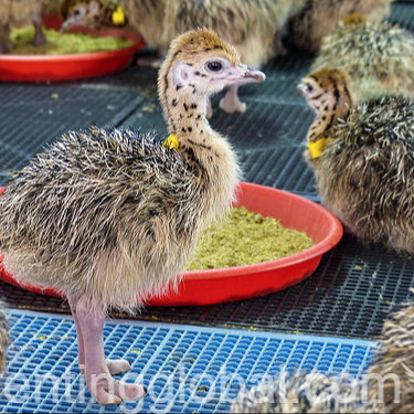 www.rentingglobal.com, renting, global, Eastern Cape, South Africa, cows,cattle,heifers,bulls,sheep,goats,does,buck,lambs,ewes,chickens,ostriches,pigs,chickens, Order Ostrich chicks and eggs online