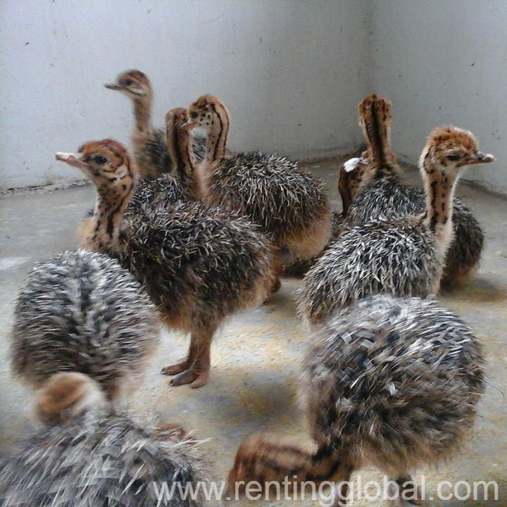 www.rentingglobal.com, renting, global, Eastern Cape, South Africa, cows,cattle,heifers,bulls,sheep,goats,does,buck,lambs,ewes,chickens,ostriches,pigs,chickens, Buy Ostrich chicks and eggs online