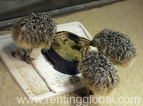 www.rentingglobal.com, renting, global, Eastern Cape, South Africa, cows,cattle,heifers,bulls,sheep,goats,does,buck,lambs,ewes,chickens,ostriches,pigs,chickens,  South African Ostrich chicks and eggs suppliers