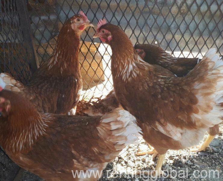www.rentingglobal.com, renting, global, Eastern Cape, South Africa, cows,cattle,heifers,bulls,sheep,goats,does,buck,lambs,ewes,chickens,ostriches,pigs,chickens, South African Day old and layer chickens suppliers