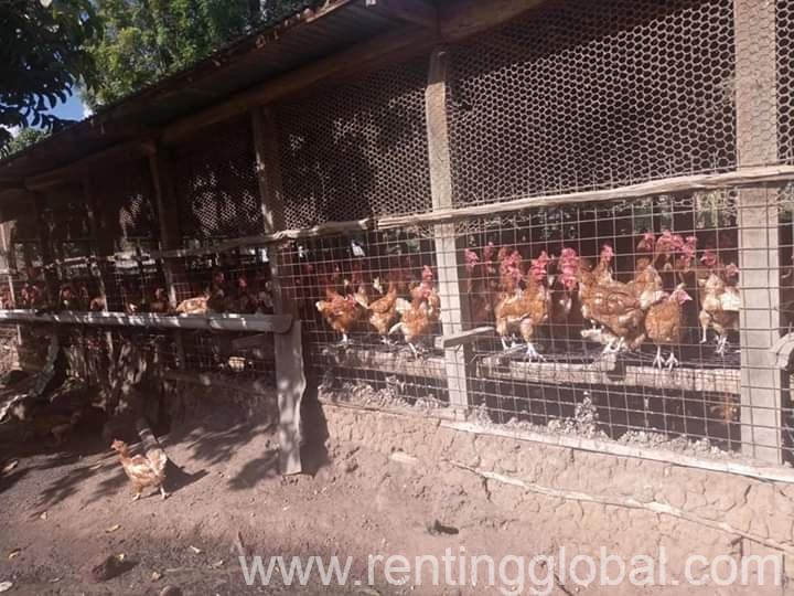 www.rentingglobal.com, renting, global, Eastern Cape, South Africa, cows,cattle,heifers,bulls,sheep,goats,does,buck,lambs,ewes,chickens,ostriches,pigs,chickens, Buy Day old and layer chickens online