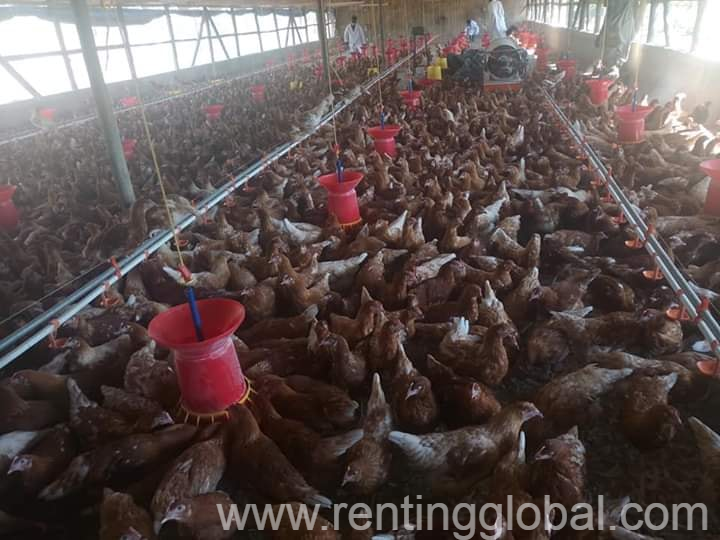 www.rentingglobal.com, renting, global, Eastern Cape, South Africa, cows,cattle,heifers,bulls,sheep,goats,does,buck,lambs,ewes,chickens,ostriches,pigs,chickens, Order Day old and layer chickens online