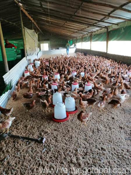www.rentingglobal.com, renting, global, Eastern Cape, South Africa, cows,cattle,heifers,bulls,sheep,goats,does,buck,lambs,ewes,chickens,ostriches,pigs,chickens, Where to order Day old and layer chickens