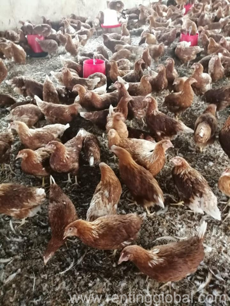 www.rentingglobal.com, renting, global, Eastern Cape, South Africa, cows,cattle,heifers,bulls,sheep,goats,does,buck,lambs,ewes,chickens,ostriches,pigs,chickens, Day old and layer chickens for sale