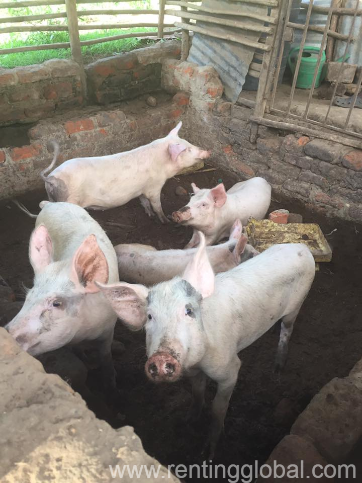 www.rentingglobal.com, renting, global, Eastern Cape, South Africa, cows,cattle,heifers,bulls,sheep,goats,does,buck,lambs,ewes,chickens,ostriches,pigs,chickens, Gilt pigs and piglets for sale