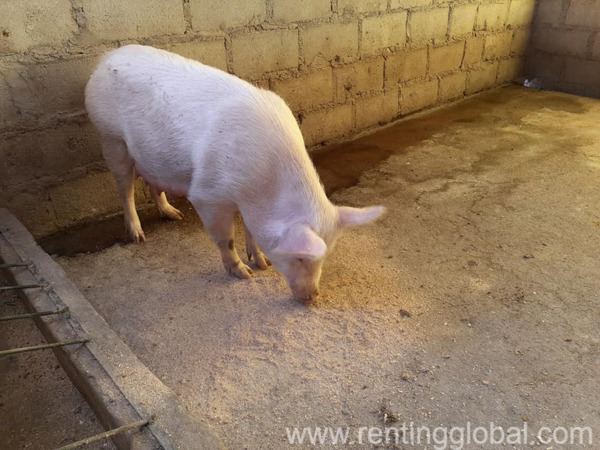 www.rentingglobal.com, renting, global, Eastern Cape, South Africa, cows,cattle,heifers,bulls,sheep,goats,does,buck,lambs,ewes,chickens,ostriches,pigs,chickens, Where to order gilt pigs and piglets 