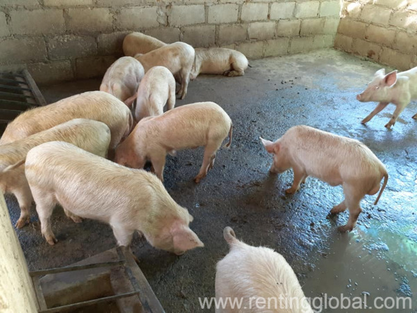 www.rentingglobal.com, renting, global, Eastern Cape, South Africa, cows,cattle,heifers,bulls,sheep,goats,does,buck,lambs,ewes,chickens,ostriches,pigs,chickens, Order gilt pigs and piglets online