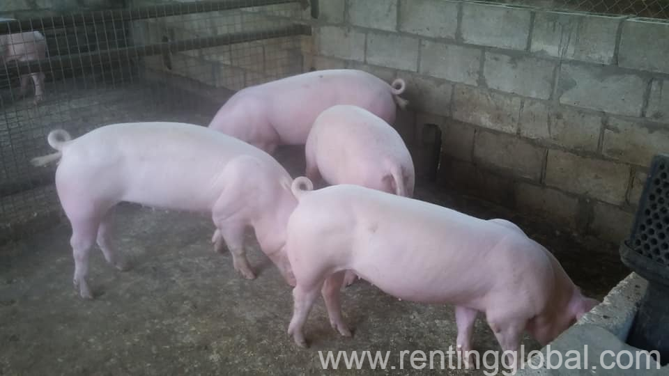 www.rentingglobal.com, renting, global, Eastern Cape, South Africa, cows,cattle,heifers,bulls,sheep,goats,does,buck,lambs,ewes,chickens,ostriches,pigs,chickens, South African gilt pigs and piglets suppliers