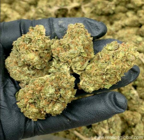 www.rentingglobal.com, renting, global, California City, CA, USA, buy platinum og kush online,buy marijuana online,buy cbd oil online,buy 5 acdc co2 cartridges,buy kootenay bubble hash,buy lemon og wax,buy og kush shatter, buy sour diesel shatter,buy wedding cake online,buy martian rocks online,buy og kush online,buy white widow online,buy blue dream online,buy grand daddy purple online, buy khalifa kush online,buy blueberry kush online,buy moonrock online,buy gorilla glue online,buy gelato online,buy blue dream online,buy girl scout cookies online, buy presidential og online,buy durban poison online,buy thc bomb online,buy bubba og online,buy amnesia haze online,buy purple nepal online,buy ak-48 online,buy sour   diesel online,buy strawberry cough online,buy kurupts moonrock online,buy northern light online,buy dank vapes full gram cartridges online, Buy RICK SIMPSON Oil,Buy   DISTILLATE CARTRIDGES,Buy E-Liquid Online