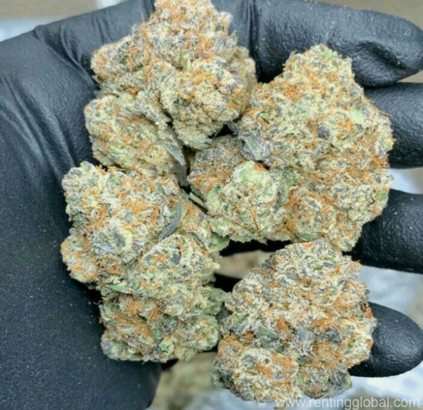 www.rentingglobal.com, renting, global, Ohio, USA, buy platinum og kush online,buy marijuana online,buy cbd oil online,buy 5 acdc co2 cartridges,buy kootenay bubble hash,buy lemon og wax,buy og kush shatter, buy sour diesel shatter,buy wedding cake online,buy martian rocks online,buy og kush online,buy white widow online,buy blue dream online,buy grand daddy purple online, buy khalifa kush online,buy blueberry kush online,buy moonrock online,buy gorilla glue online,buy gelato online,buy blue dream online,buy girl scout cookies online, buy presidential og online,buy durban poison online,buy thc bomb online,buy bubba og online,buy amnesia haze online,buy purple nepal online,buy ak-48 online,buy sour   diesel online,buy strawberry cough online,buy kurupts moonrock online,buy northern light online,buy dank vapes full gram cartridges online., Buy Sour Diesel online,Buy Strawberry Cough online,Buy kurupts moonrock Online