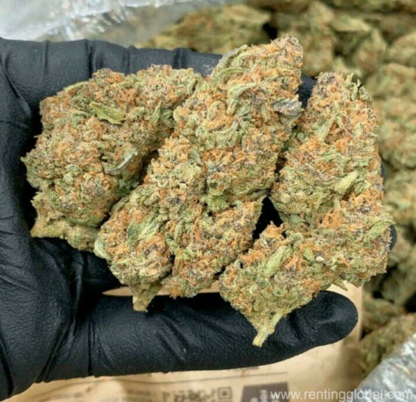www.rentingglobal.com, renting, global, Delaware, USA, buy platinum og kush online,buy marijuana online,buy cbd oil online,buy 5 acdc co2 cartridges,buy kootenay bubble hash,buy lemon og wax,buy og kush shatter, buy sour diesel shatter,buy wedding cake online,buy martian rocks online,buy og kush online,buy white widow online,buy blue dream online,buy grand daddy purple online, buy khalifa kush online,buy blueberry kush online,buy moonrock online,buy gorilla glue online,buy gelato online,buy blue dream online,buy girl scout cookies online, buy presidential og online,buy durban poison online,buy thc bomb online,buy bubba og online,buy amnesia haze online,buy purple nepal online,buy ak-48 online,buy sour   diesel online,buy strawberry cough online,buy kurupts moonrock online,buy northern light online,buy dank vapes full gram cartridges online., Buy Amnesia Haze online,Buy Purple Nepal online,Buy AK-48 online
