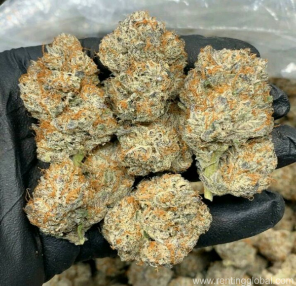 www.rentingglobal.com, renting, global, Illinois, USA, buy dank vapes full gram cartridges online,buy northern light online,buy kurupts moonrock online,buy strawberry cough online,buy sour   diesel online,buy ak-48 online,buy purple nepal online,buy amnesia haze online,buy bubba og online,buy thc bomb online,buy durban poison online,buy presidential og online,buy girl scout cookies online,buy blue dream online,buy gelato online,buy gorilla glue online,buy moonrock online,buy blueberry kush online,buy khalifa kush online,buy grand daddy purple online,buy blue dream online,buy white widow online,buy og kush online,buy martian rocks online,buy wedding cake online,buy sour diesel shatter,buy og kush shatter,buy lemon og wax,buy kootenay bubble hash,buy 5 acdc co2 cartridges,buy cbd oil online,buy marijuana online,buy platinum og kush online, Buy platinum og kush online,Buy marijuana online,Buy cbd oil online